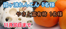 霞ヶ浦れんこん、やさと富有柿プレゼント