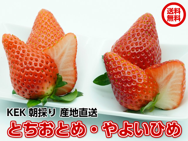 お中元 プレミアム メロンプリン90g 8 数量限定 3月22日より出荷 ギフト プレゼント スイーツ 誕生日 8個セット 熨斗対応 夏に最適 父の日 母の日 品質満点